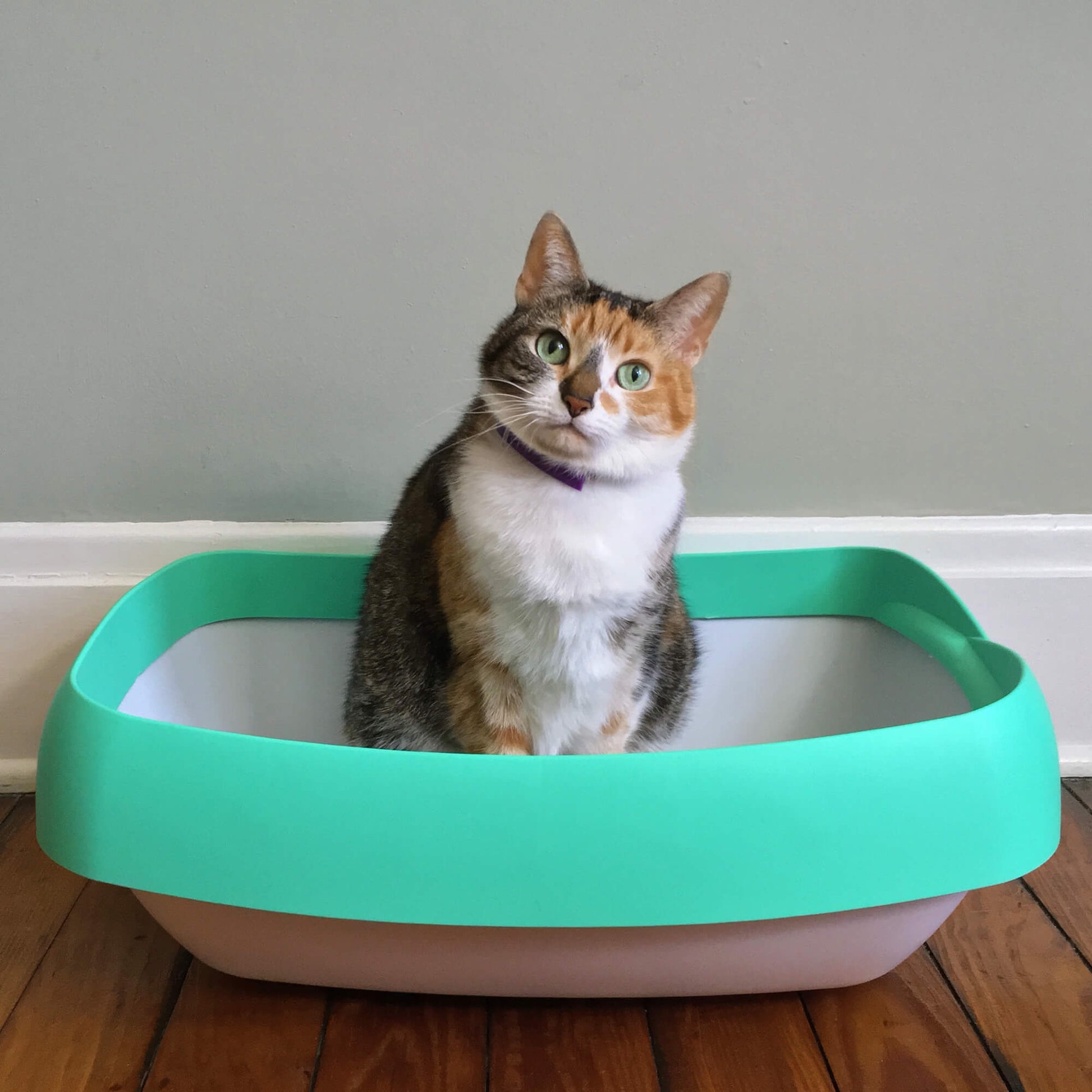Luuup Cat Litter Box